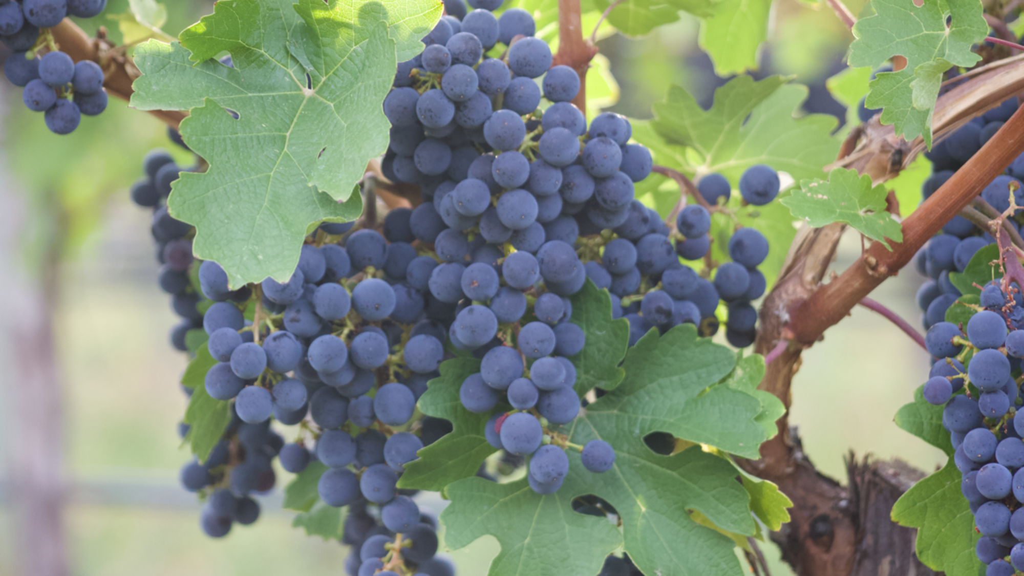 Veraison 2019 1