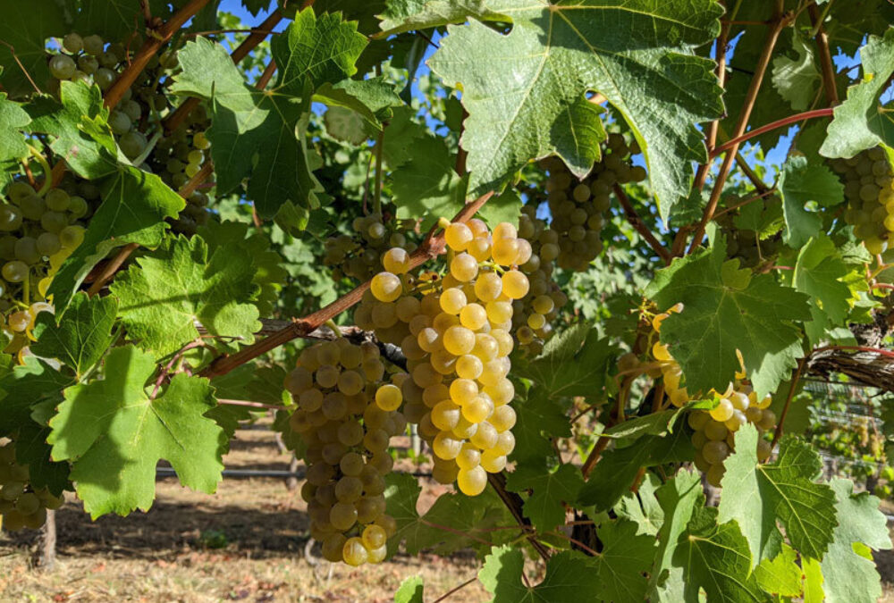 Harvest2020 viognier