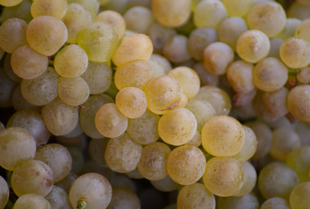 Lariana cellars viognier harvest19 closeup