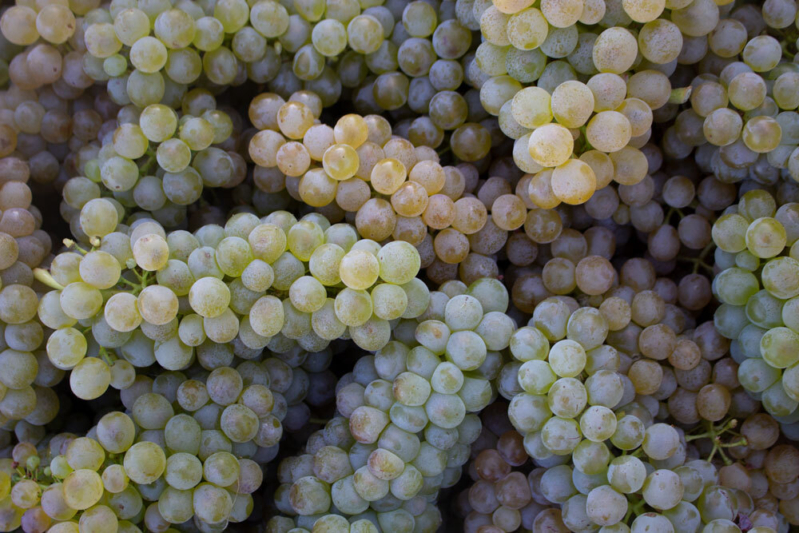 Harvest2020 viognier upclose