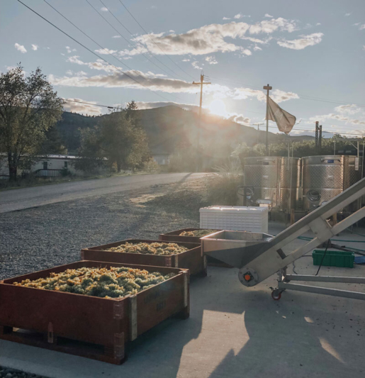 Lariana cellars harvest19 viognier bins sunrise