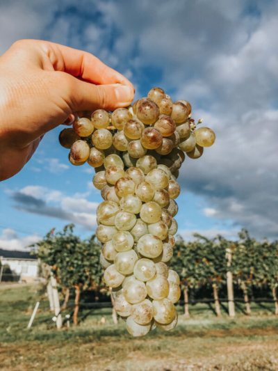 Lariana cellars viognier bunch