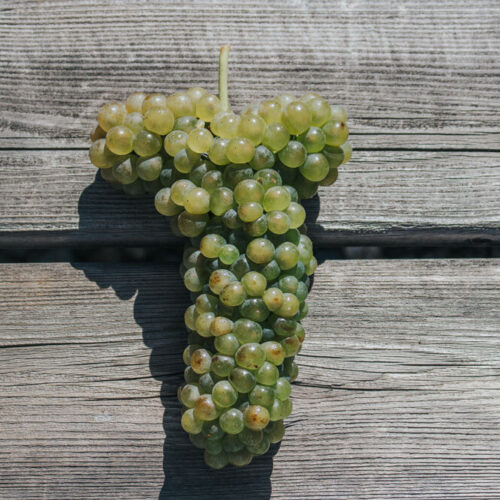 Harvest2020 viognier bunch