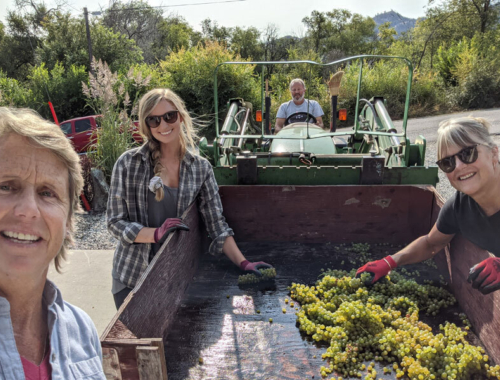 Harvest 2020 viognier team3