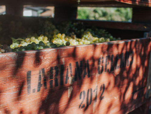 Harvest2020 viognier bin