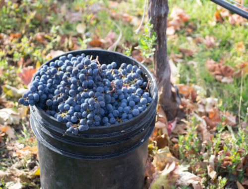 Lariana cellars harvest bucket