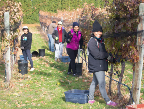 Lariana cellars harvest crew