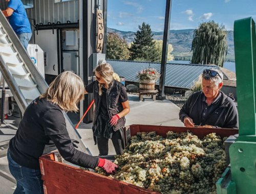 Lariana cellars harvest19 viognier