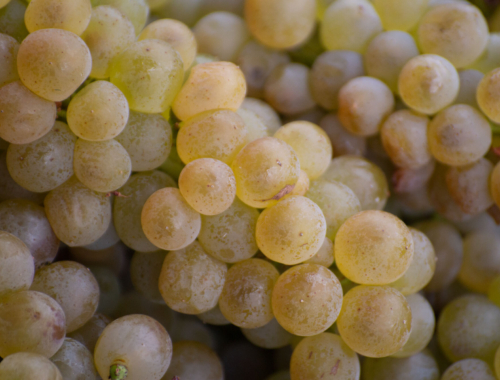 Lariana cellars viognier harvest19 closeup