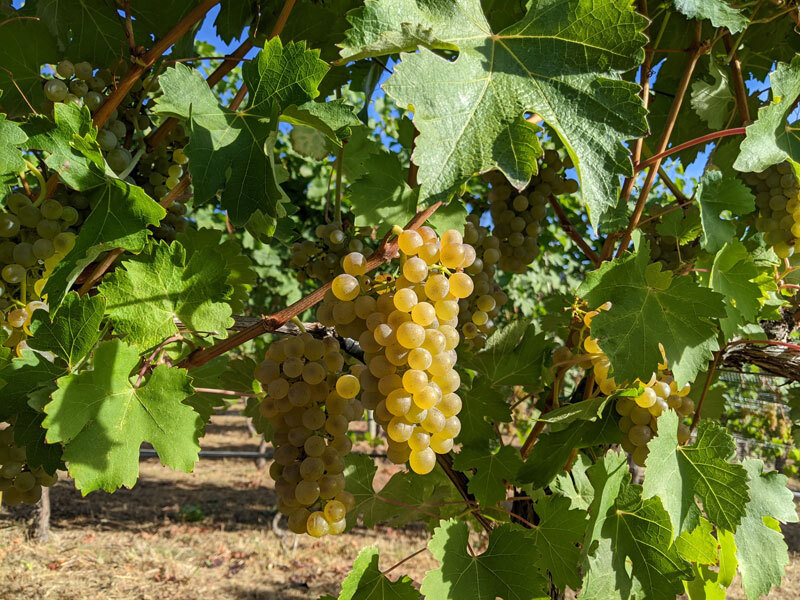 Harvest2020 viognier