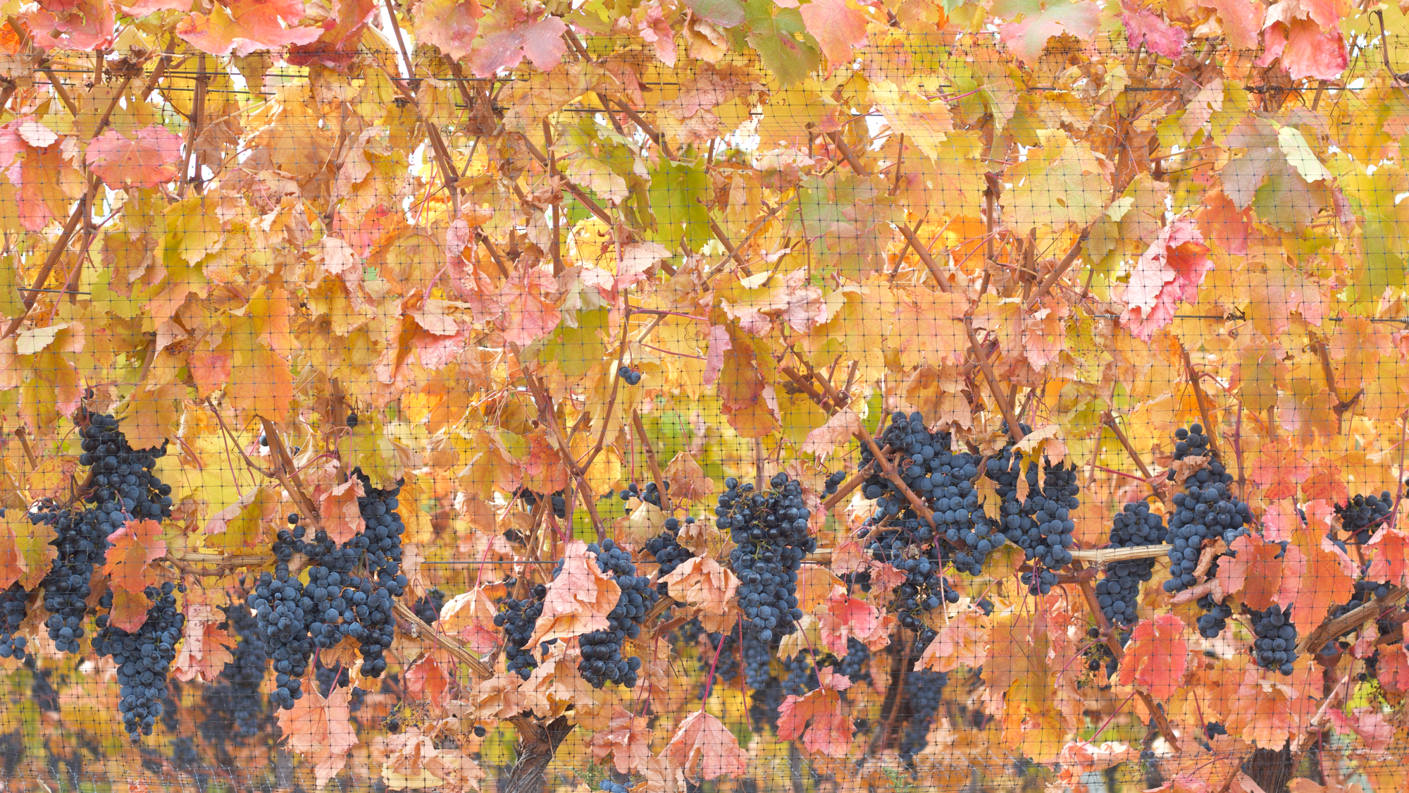 Lariana_cellars-carmenere-leaves