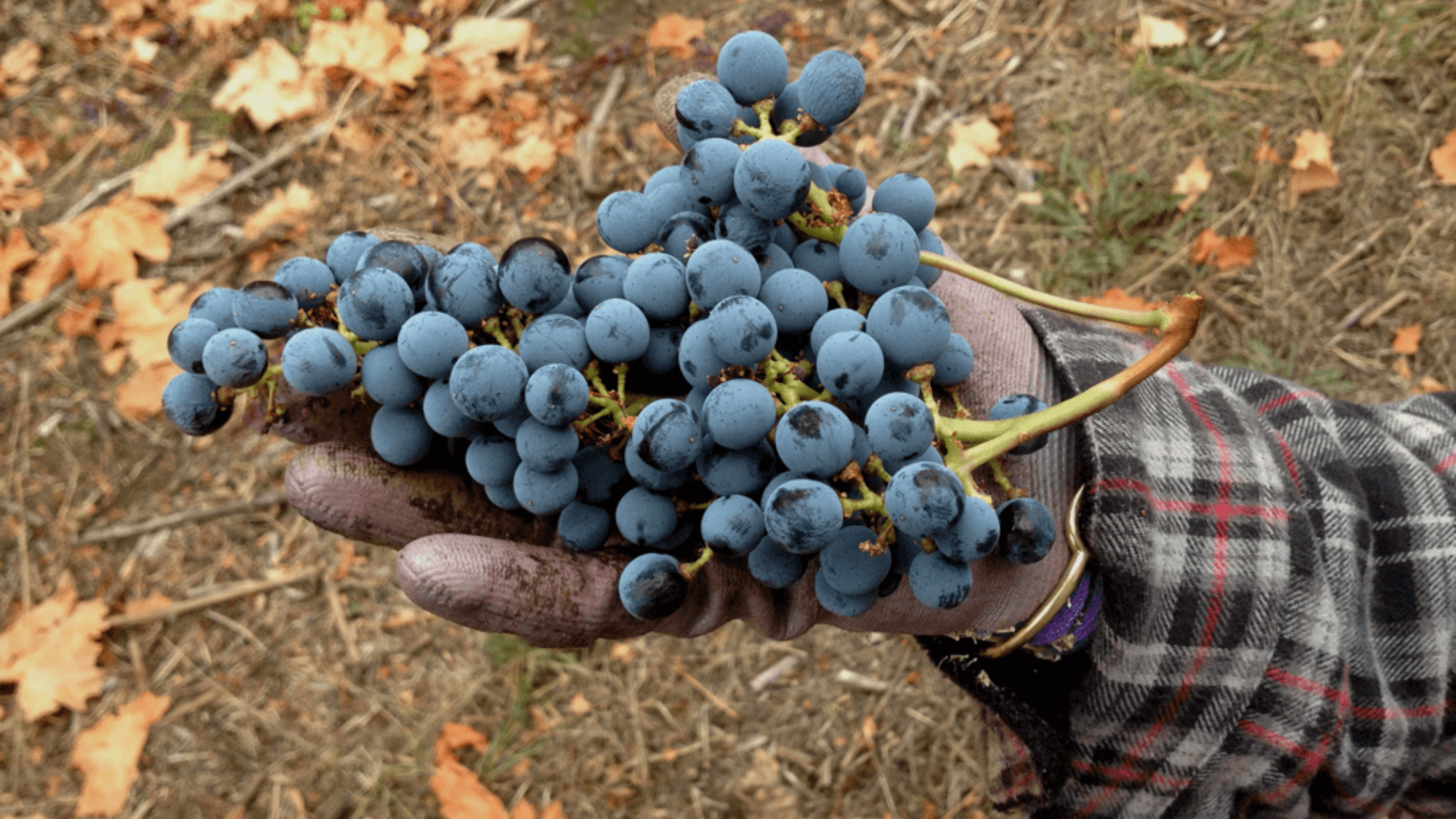 Lariana_cellars-closeup-bundle