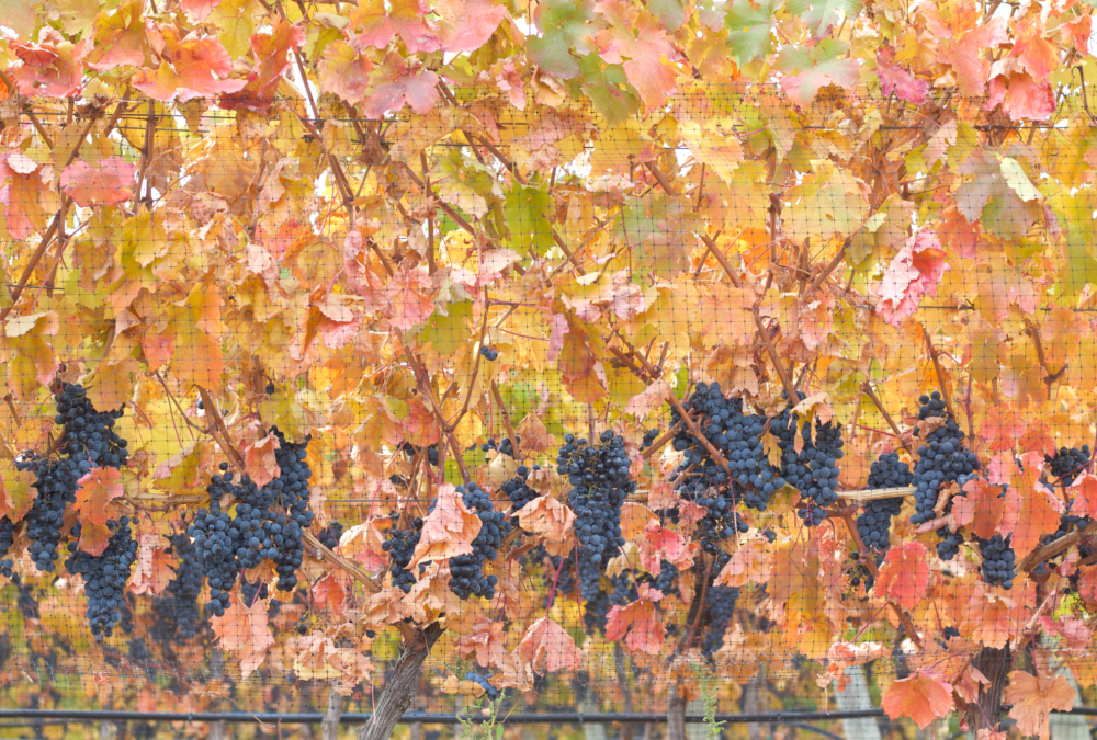 Lariana_cellars-carmenere-leaves