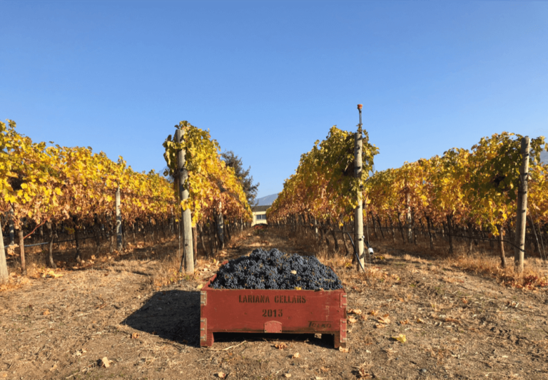 Lariana_cellars-harvest-2018-cab